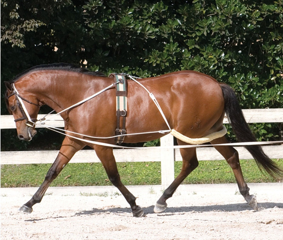 Lunging System Complete (Pessoa Style) with Surcingle